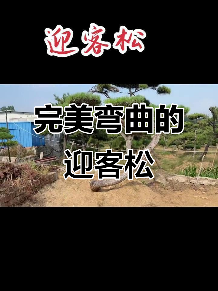 自然扭曲迎客松,造型独特适合假山鱼池旁