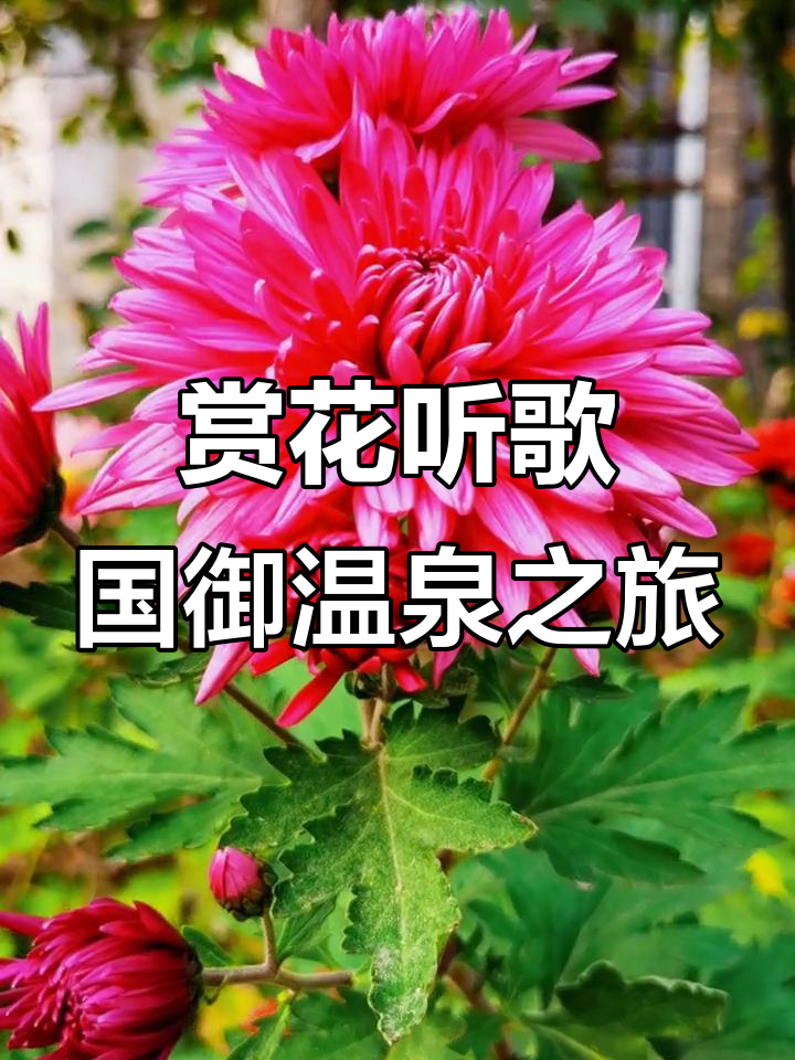 国御温泉小镇的菊花盛开,唯美意境让人沉醉