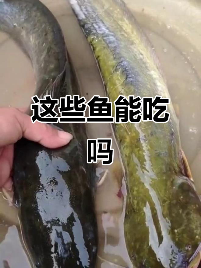 20种鱼你了解吗？有些千万别吃，看看这些鱼的真相