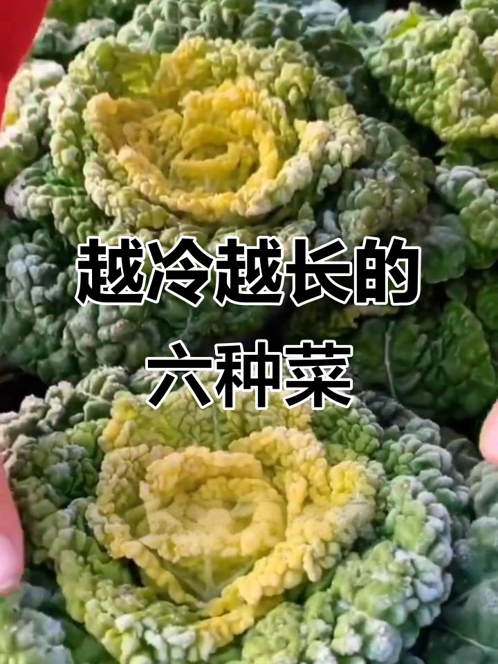 冬季寒冷更旺盛的6种蔬菜，看看你家里有没有