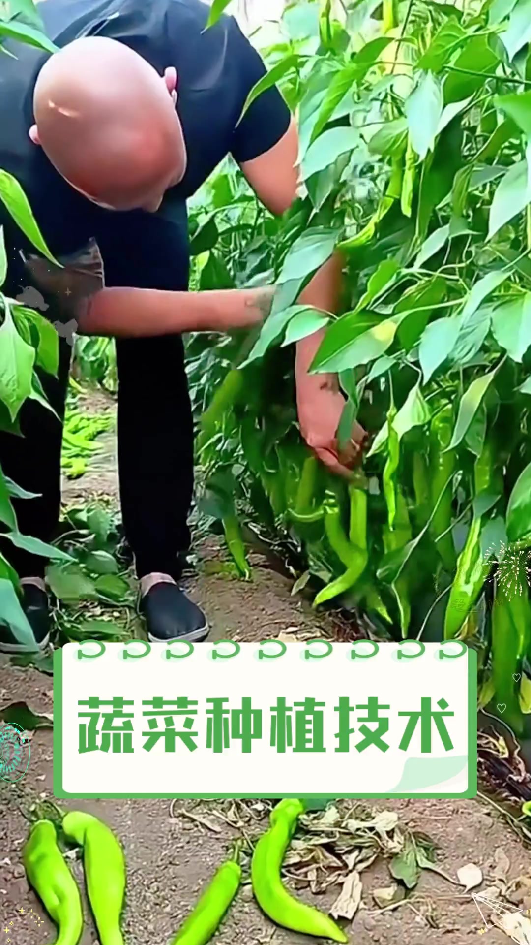 蔬菜种植技术