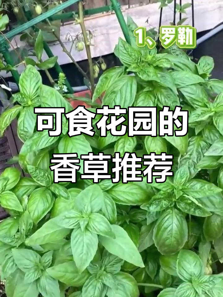 香草菜园设计指南,打造可食花园