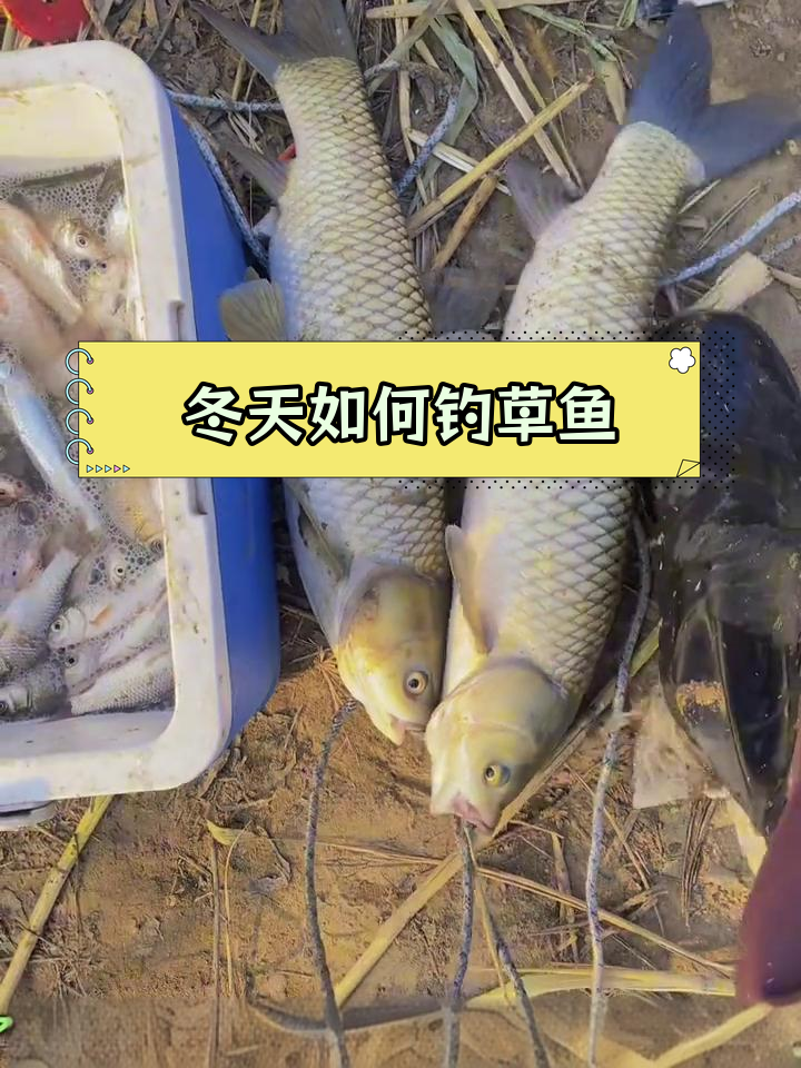 冬季钓草鱼技巧大揭秘