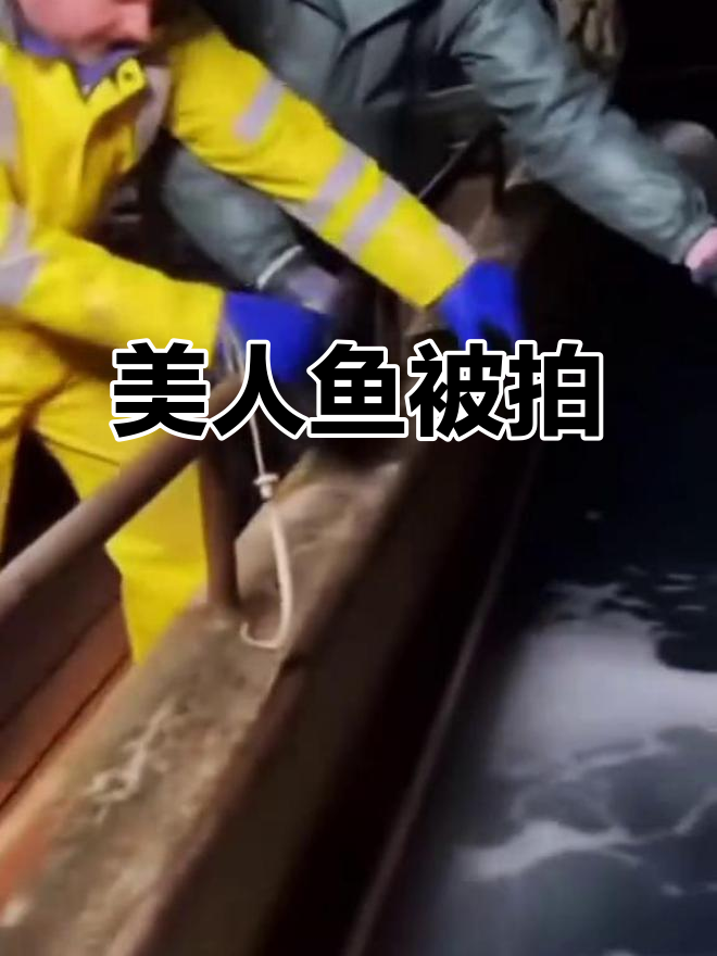 美人鱼现身,蛇也来看小鱼!