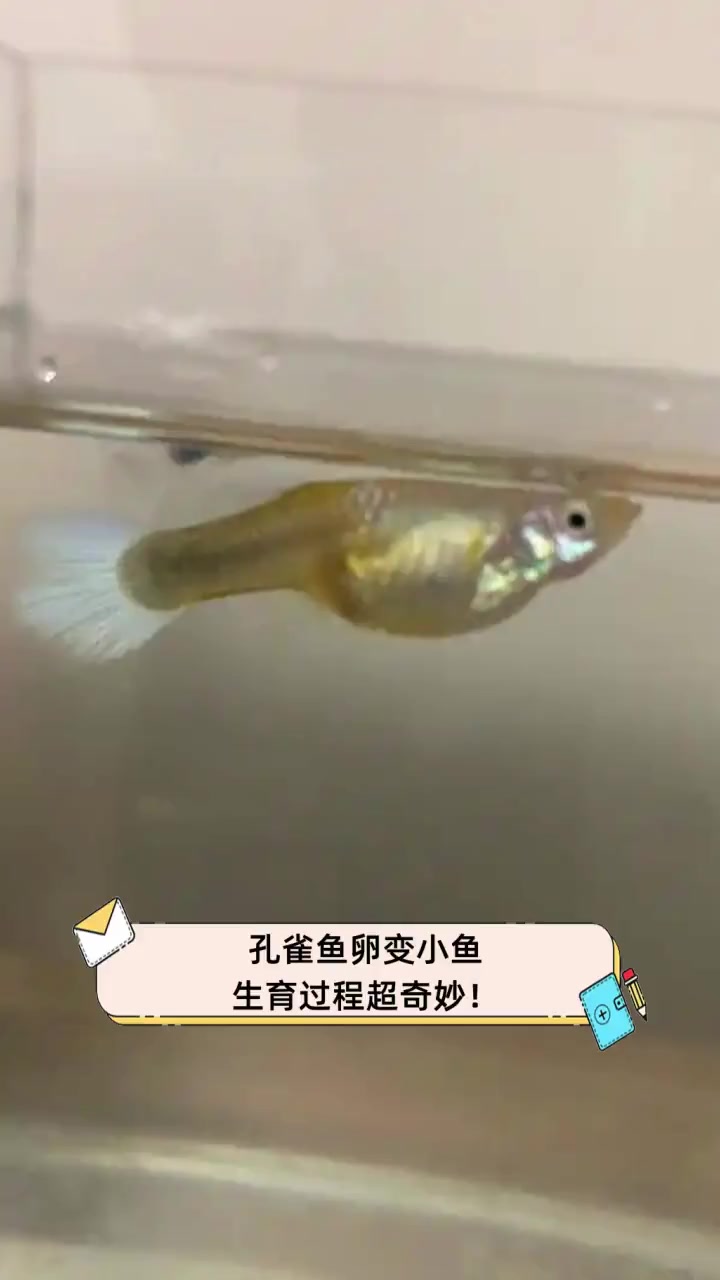 孔雀鱼卵变小鱼,生育过程超奇妙!