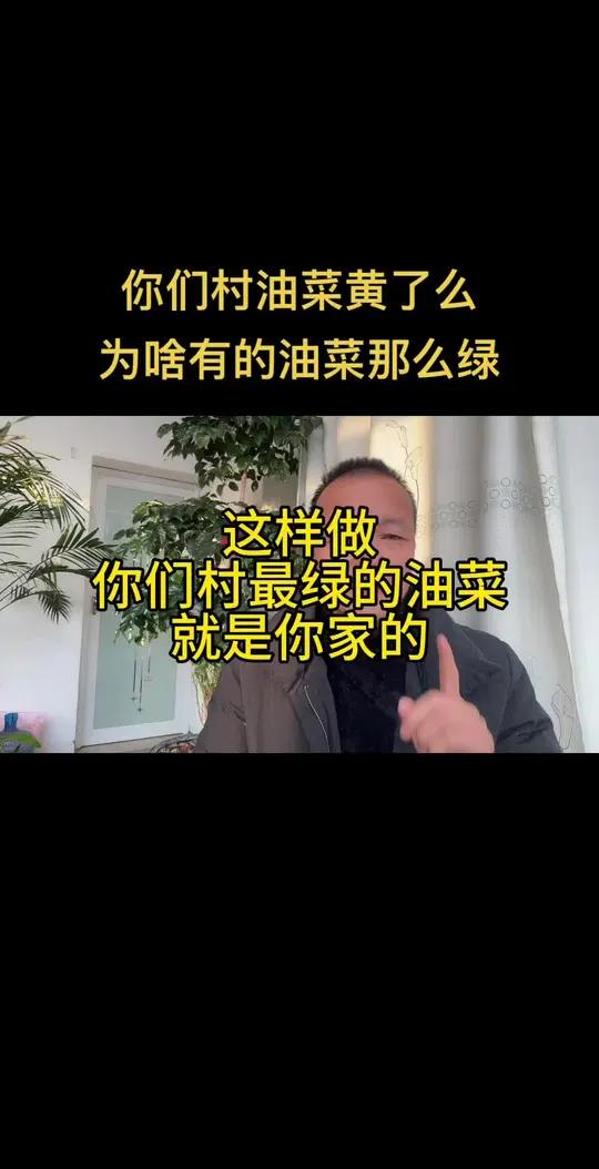菜一片黄为啥有人油菜那么绿