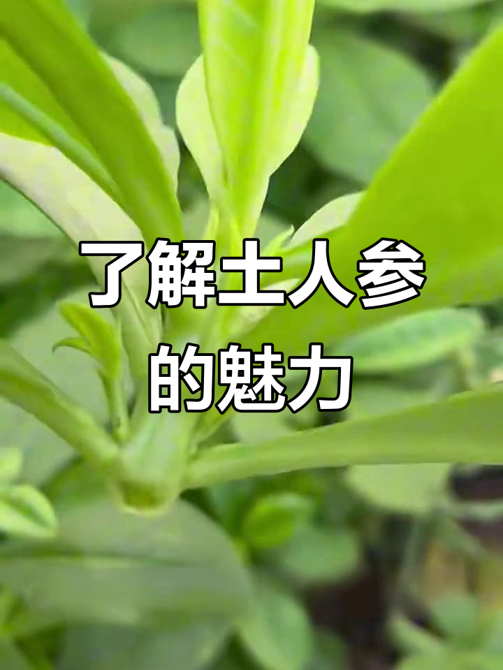 土人参：从花到根，营养与美丽并存