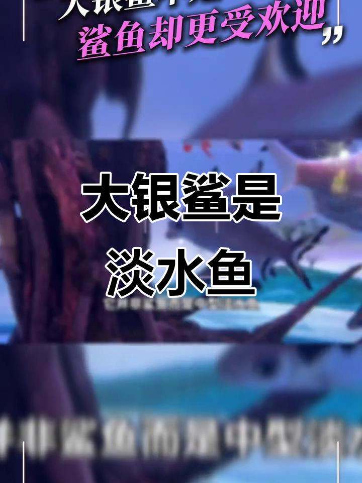 大银鲨:不是鲨鱼,而是温顺中型淡水鱼