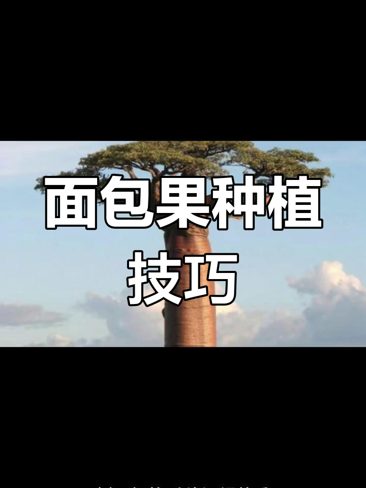 面包树养护全攻略:从种植到果实收获,轻松打造热带能量补给站