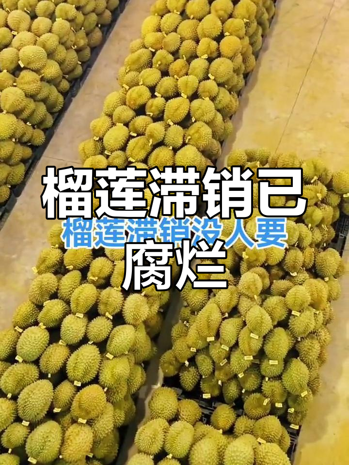 榴莲价格太高,货出不去?这批已经烂掉了