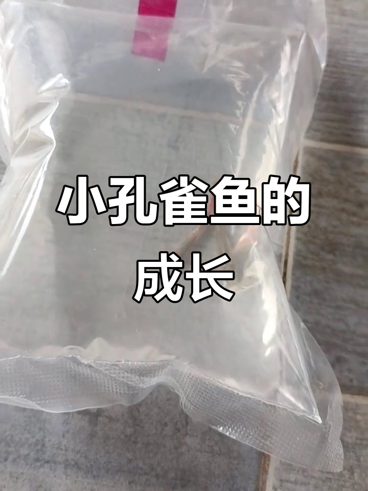 孔雀鱼比想象中小,能长到多大呢?