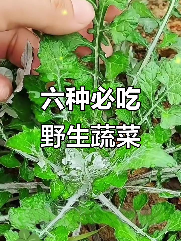 6种城里人抢着吃的野菜,错过就亏了!