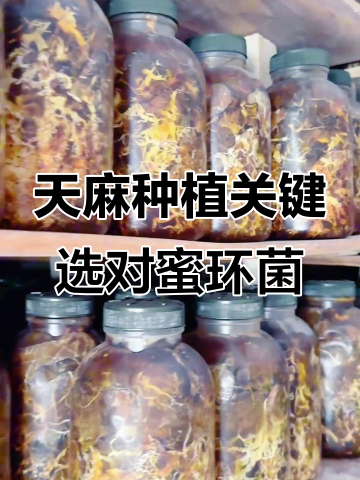 蜜环菌如何助力天麻种植成功?选对品种和养护技巧很重要