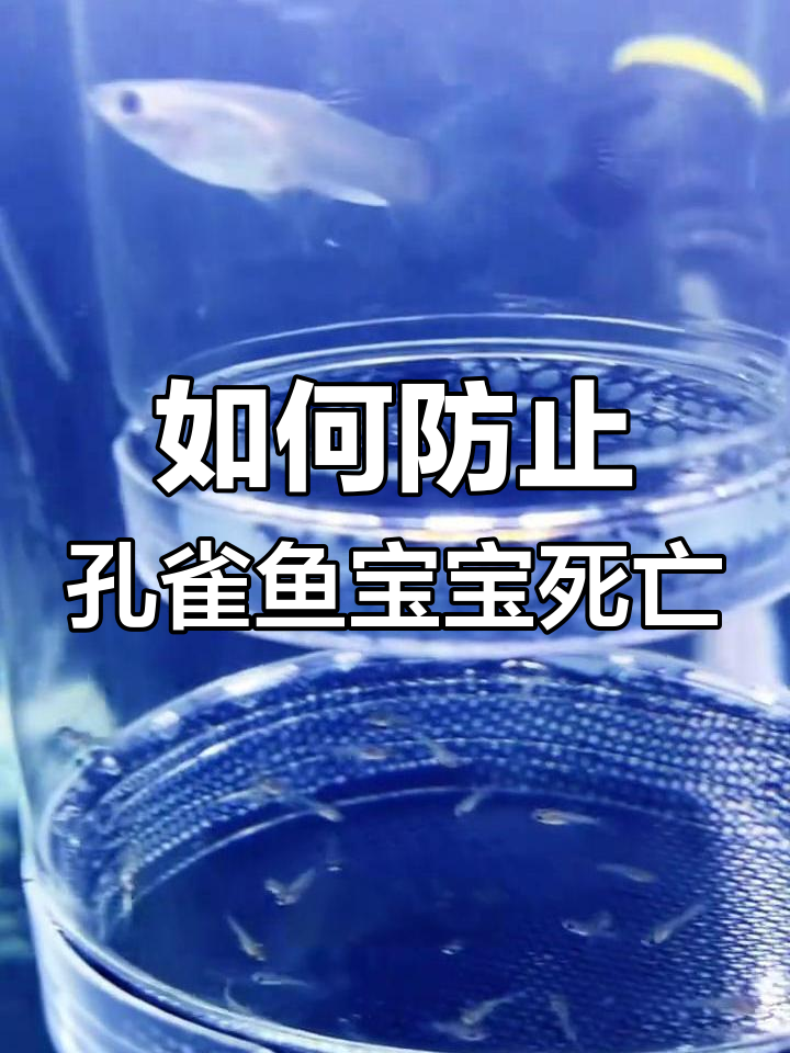 母鱼生小鱼仔前后注意事项,避免挂掉的秘诀