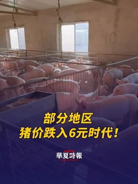 部分地区猪价跌入6元时代！为促进生猪市场平稳运行 据行情宝数据显示，全国外三元生猪均价已跌