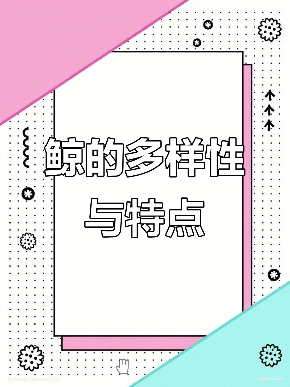 鲸鱼种类揭秘:从晴雨到海中之父,了解不同鲸鱼的独特特征