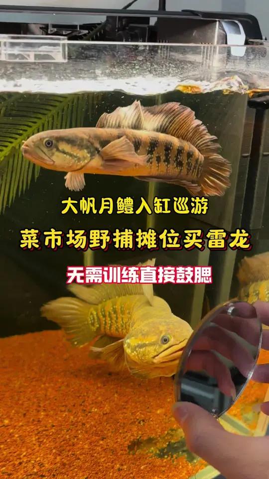 菜市场捡漏大帆月鳢,入缸后续,鼓腮巡游