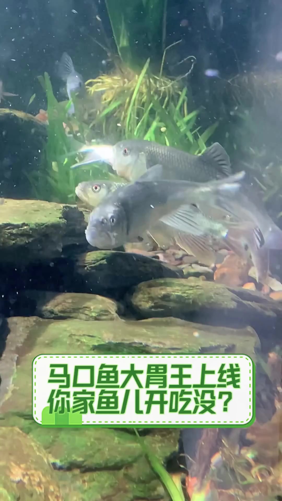 马口鱼大胃王上线,你家鱼儿开吃没?