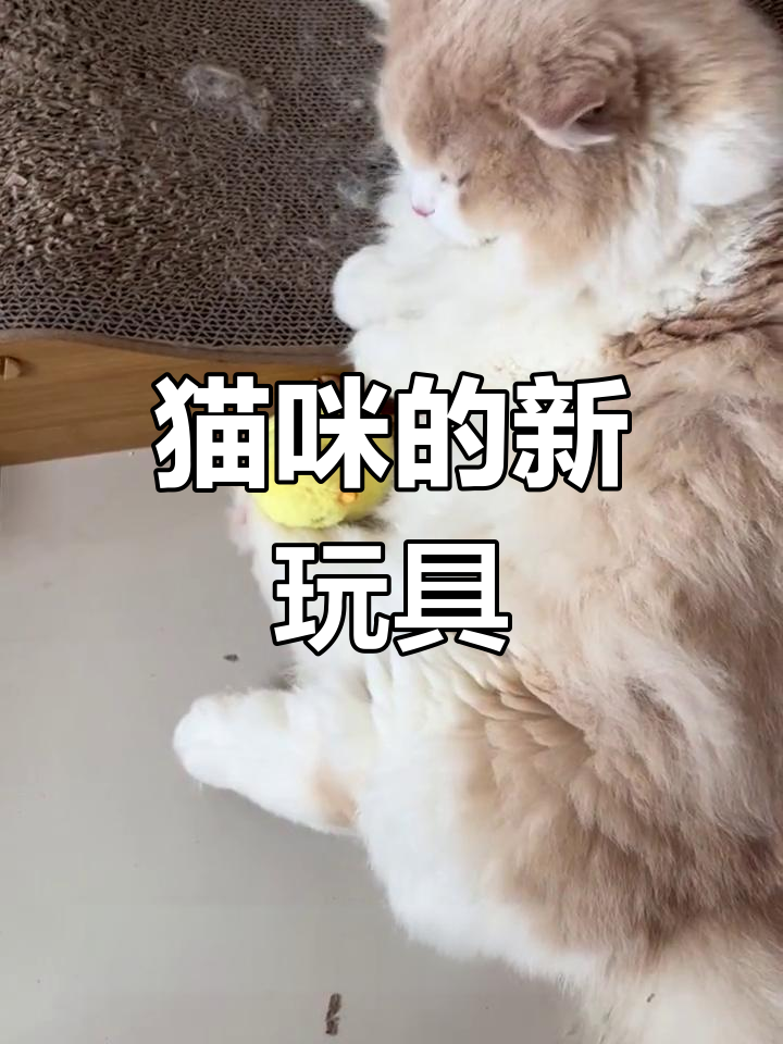 小猫咪与跳跳鸡的互动乐趣