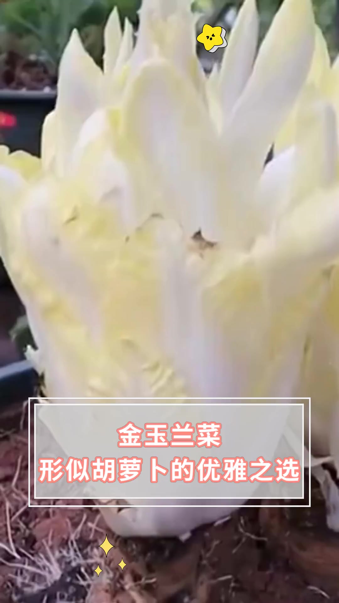 金玉兰菜,形似胡萝卜的优雅之选