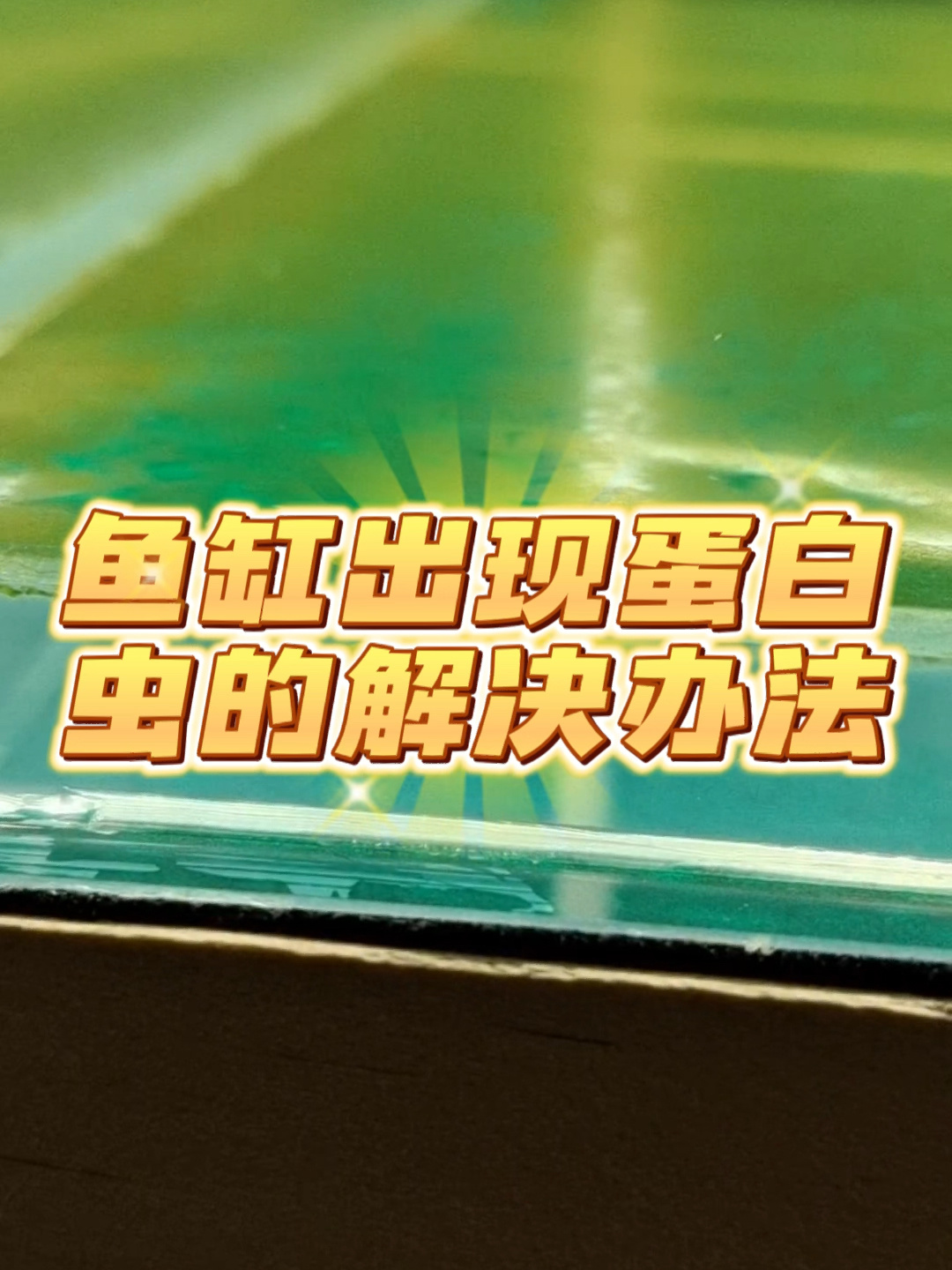 养鱼小知识:鱼缸蛋白虫的解决办法