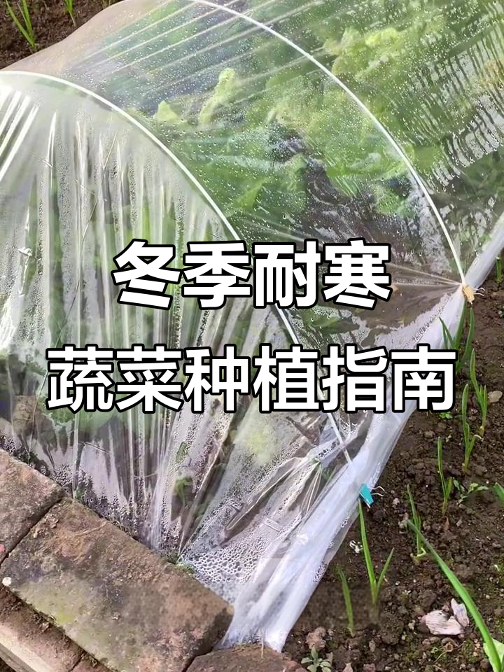 12月寒冷天气也能种的蔬菜,南北皆宜推荐品种