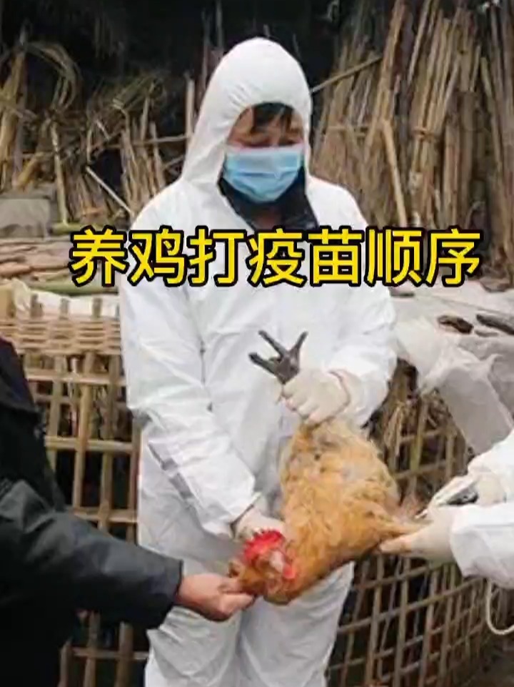 养鸡打疫苗顺序
