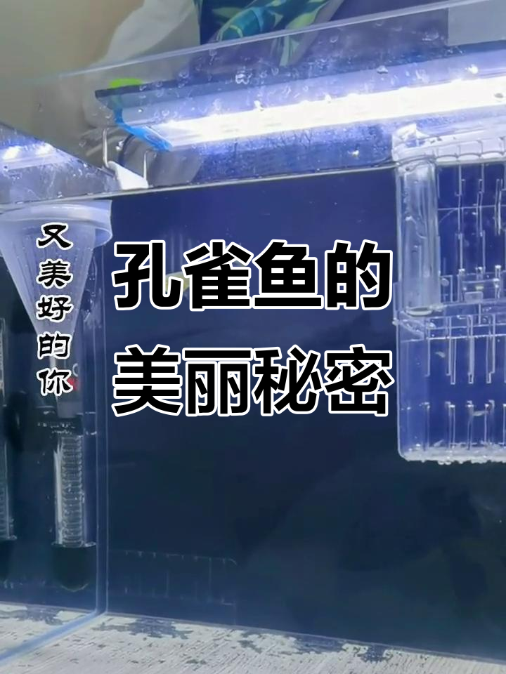 孔雀鱼雄性美得惊人,大尾巴如火炬般绚烂!