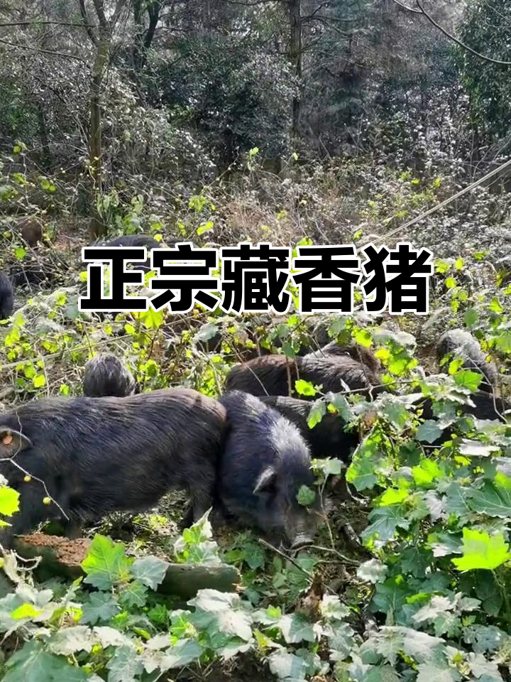藏香猪:西藏的珍稀美味,牧养于山林间的独特瘦肉型猪种