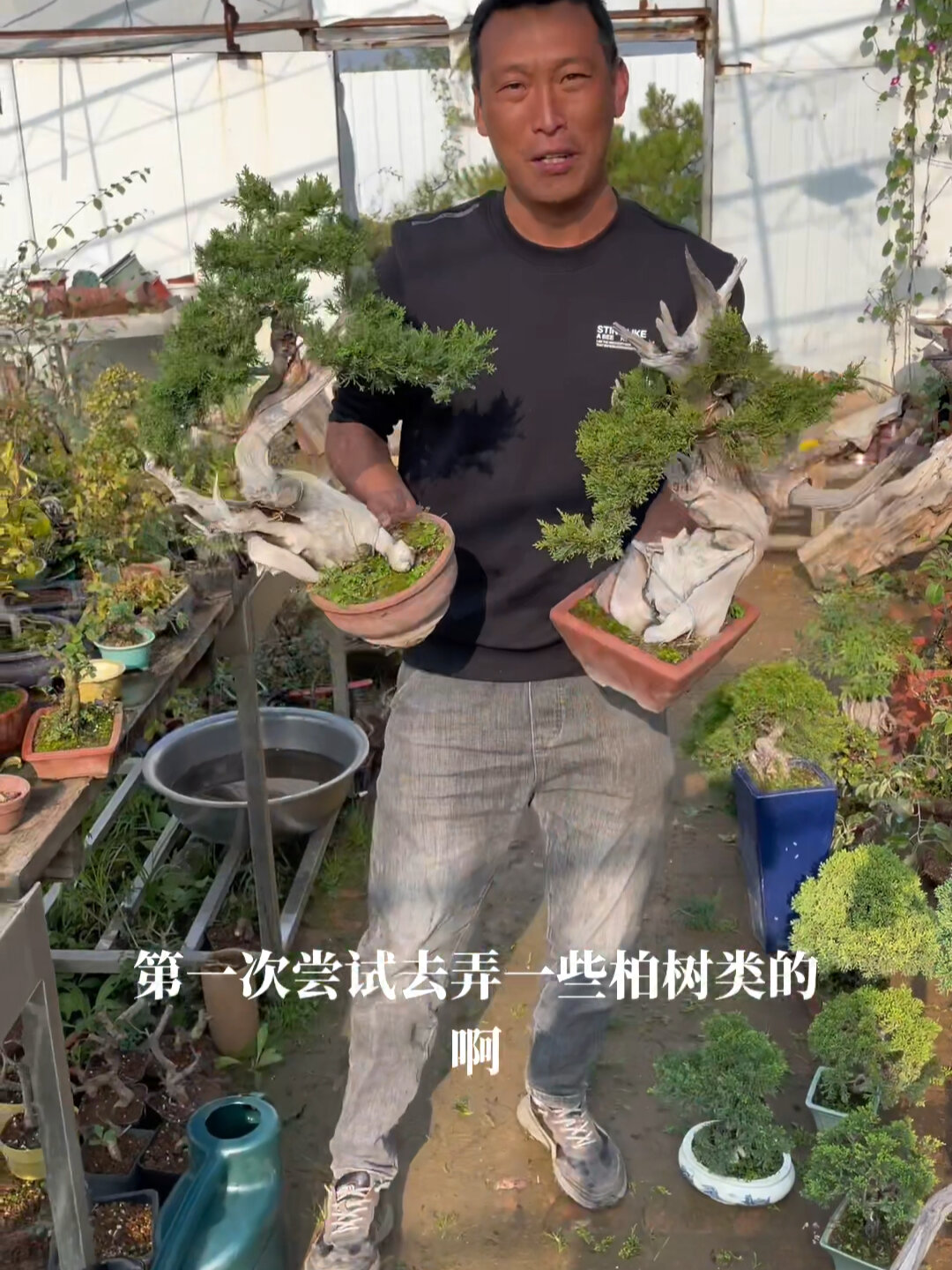 今天聊聊济州真柏和系鱼川的区别