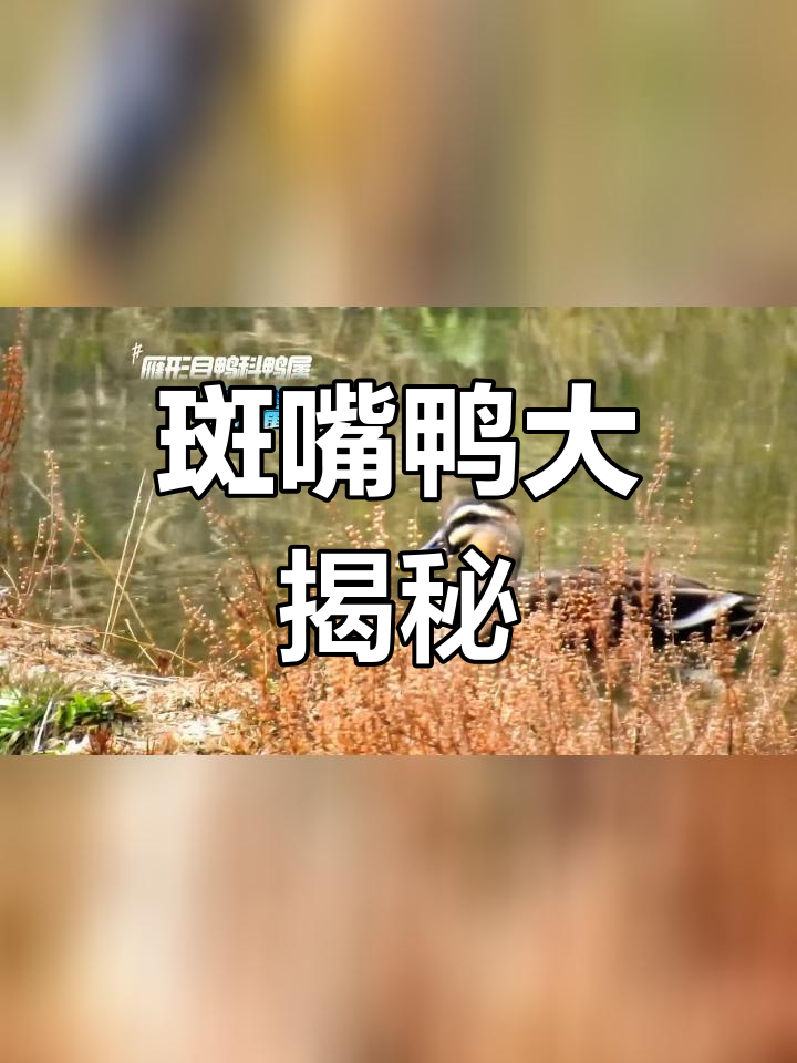 寿宁最大的野生鸭子品种