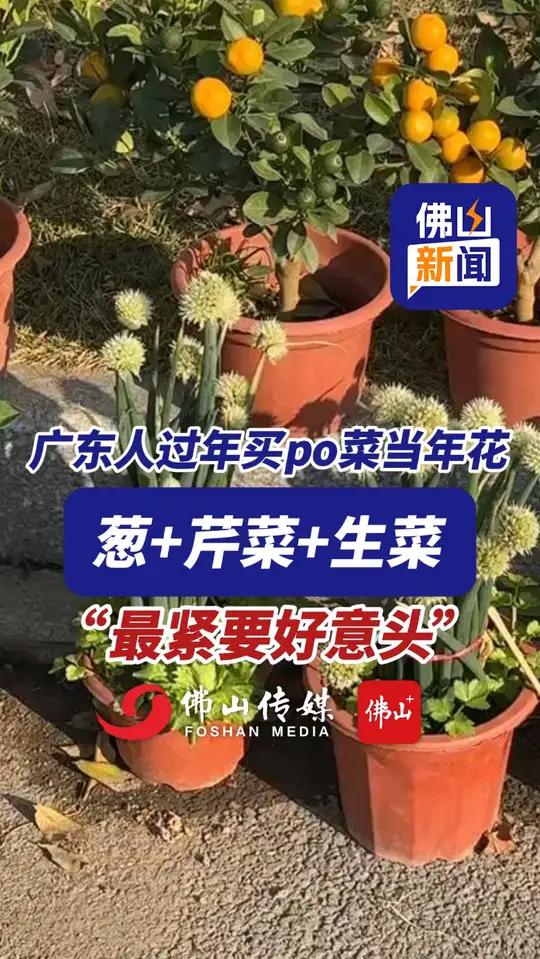 广东人过年买po菜当年花!葱+芹菜+生菜,你知道都有什么寓意吗?(编辑:陈茗炜;责编:梁莹
