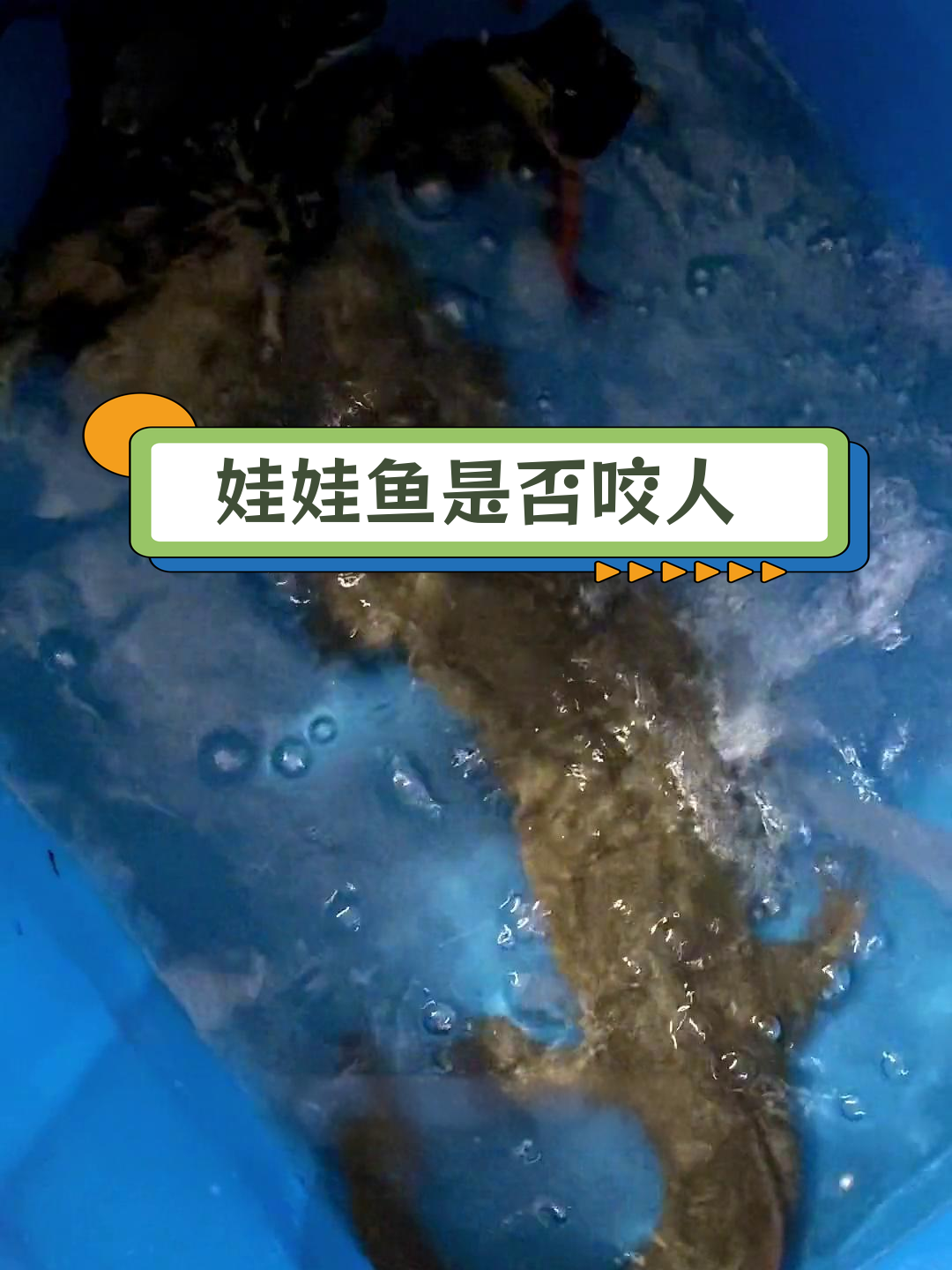 娃娃鱼真的会咬人吗?