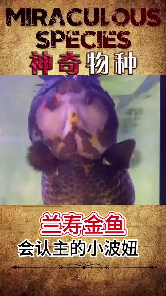 波妞本妞太可爱了 你喜欢什么颜色的兰寿金鱼呢?奇妙的动物 萌宠出道计划 动物世界 奇趣自然