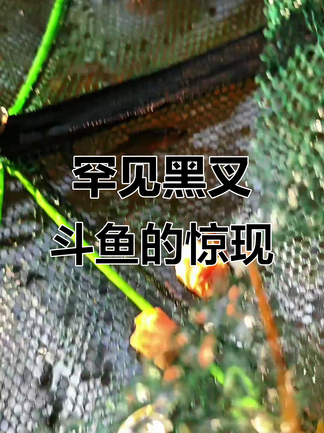 深山溪流发现稀有黑叉斗鱼,广东最贵品种有望重生