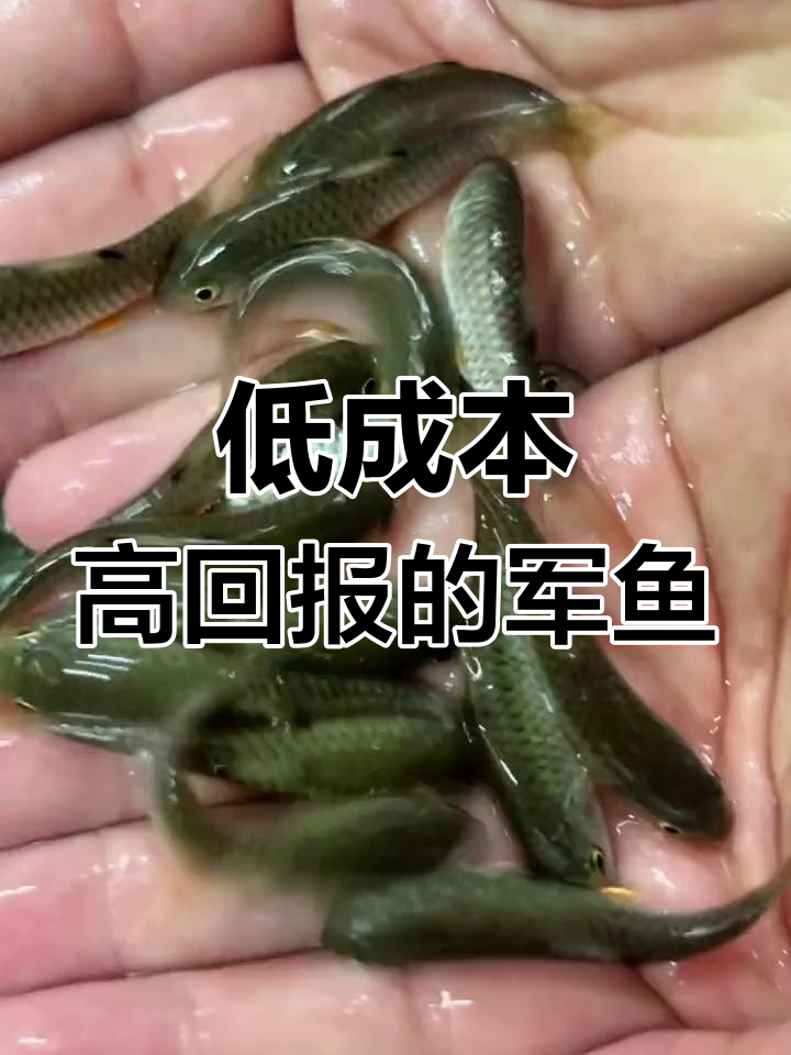 军鱼:低氧耐温,养殖前景广阔