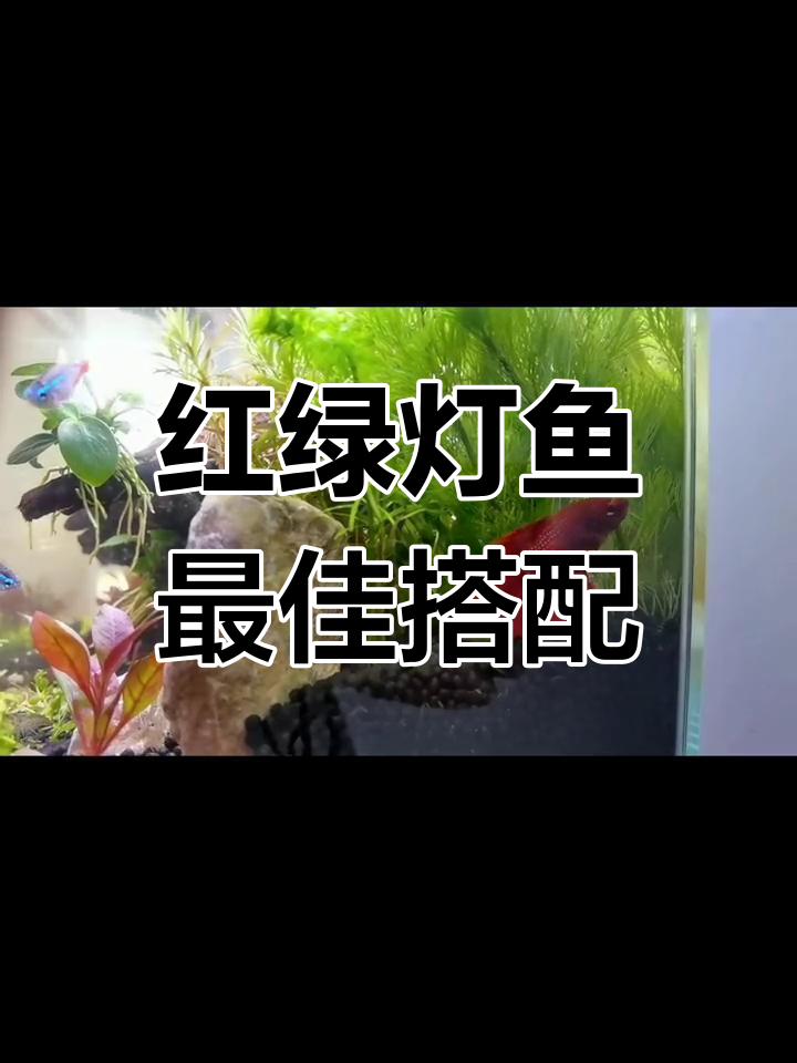 斗鱼与红绿灯鱼的混养误区