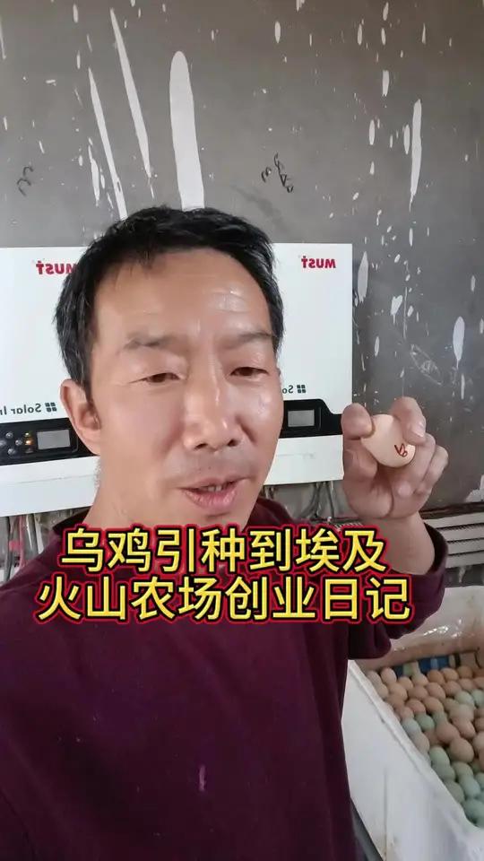 中国乌鸡引种到埃及 火山农场创业日记 把中国的白乌鸡鸡和黑乌鸡引种到埃及,需要一个过程,我
