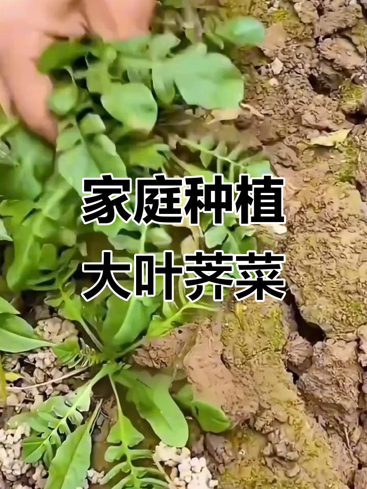 在家种荠菜,轻松收获美味大叶品种