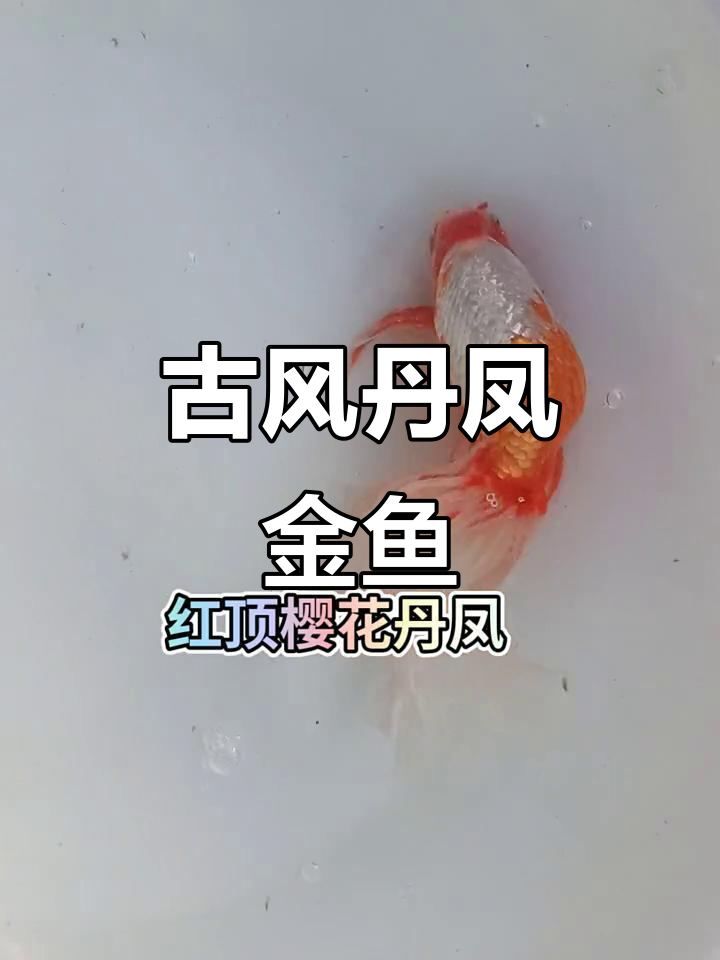古老丹凤金鱼,飘逸优雅的蛋种品种