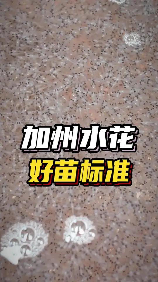 加州鲈鱼水花好苗标准是什么?怎样选择优质的苗种