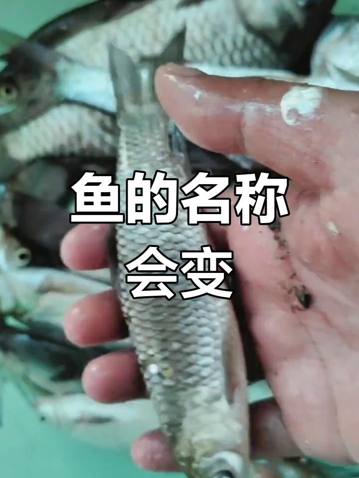 鱼的名字随成长变化,小时候和长大后竟然不同