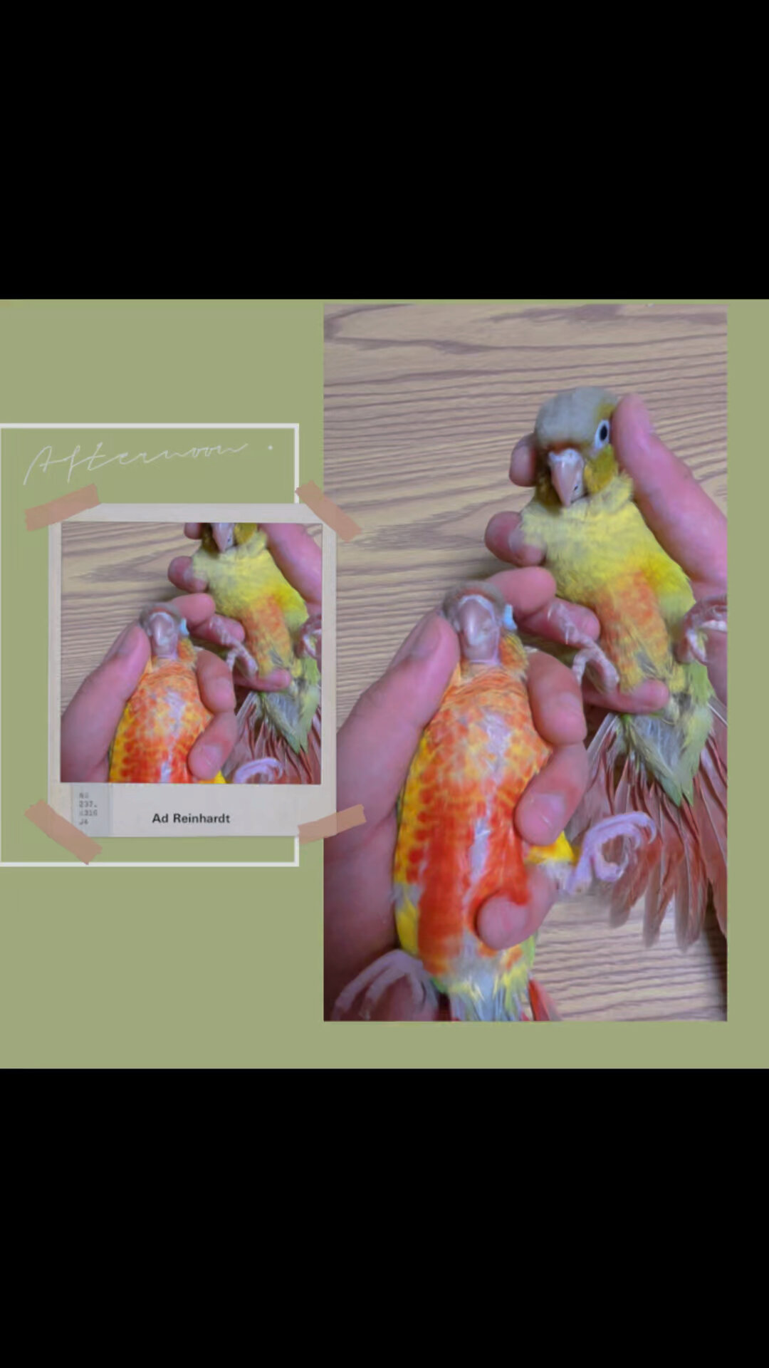 凤梨小太阳和肉桂小太阳的区别