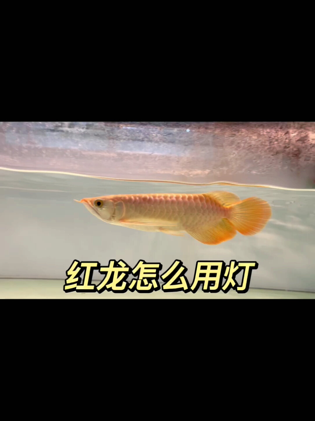 对于红龙鱼用灯总结