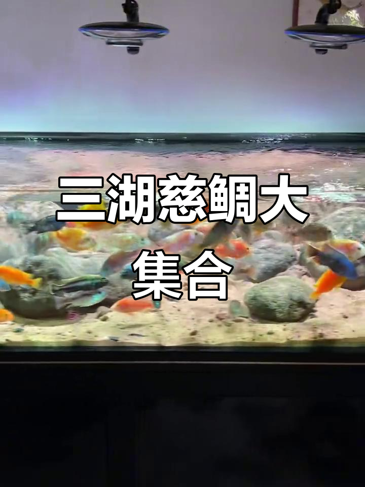 600条三湖慈鲷鱼,颜色艳丽品种多样