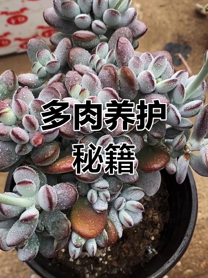 乒乓福娘养护秘诀:阳光、小盆与合理浇水,轻松养成胖多肉