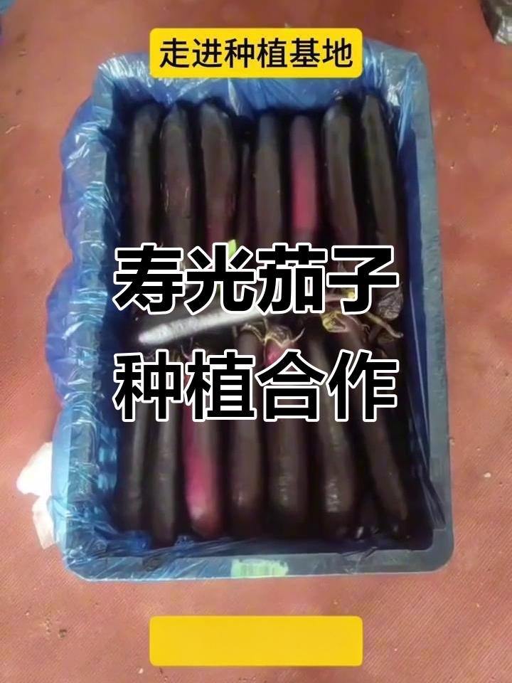 寿光蔬菜合作社茄子种植基地,代办服务助力高效农业