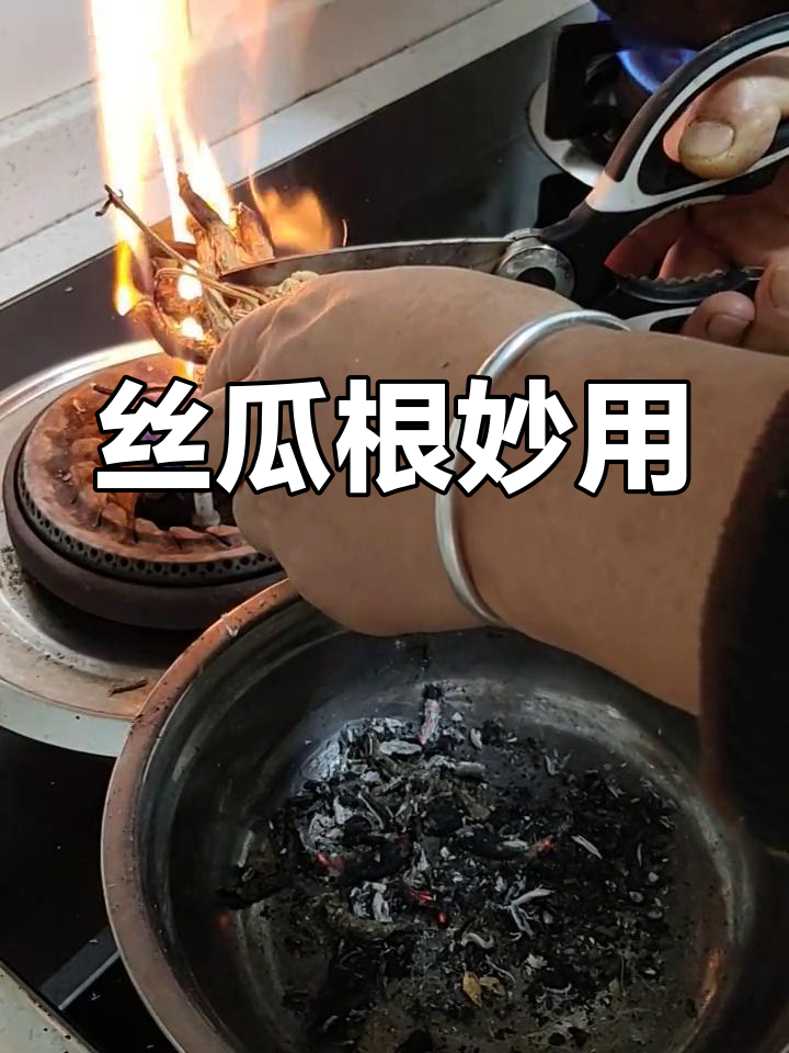 丝瓜根的神奇功效