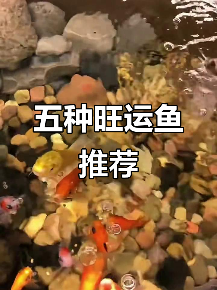 招财又镇宅的五种鱼,选哪种最合适?