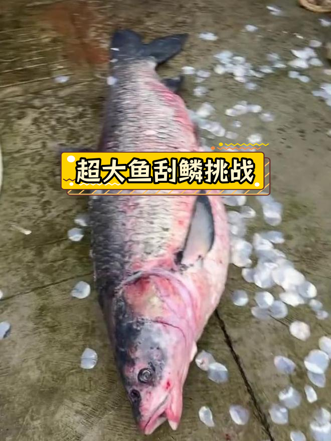 一百斤大鱼刮鳞现场,钓鱼人的乐趣